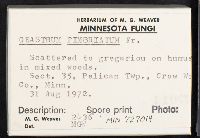 Geastrum fimbriatum image