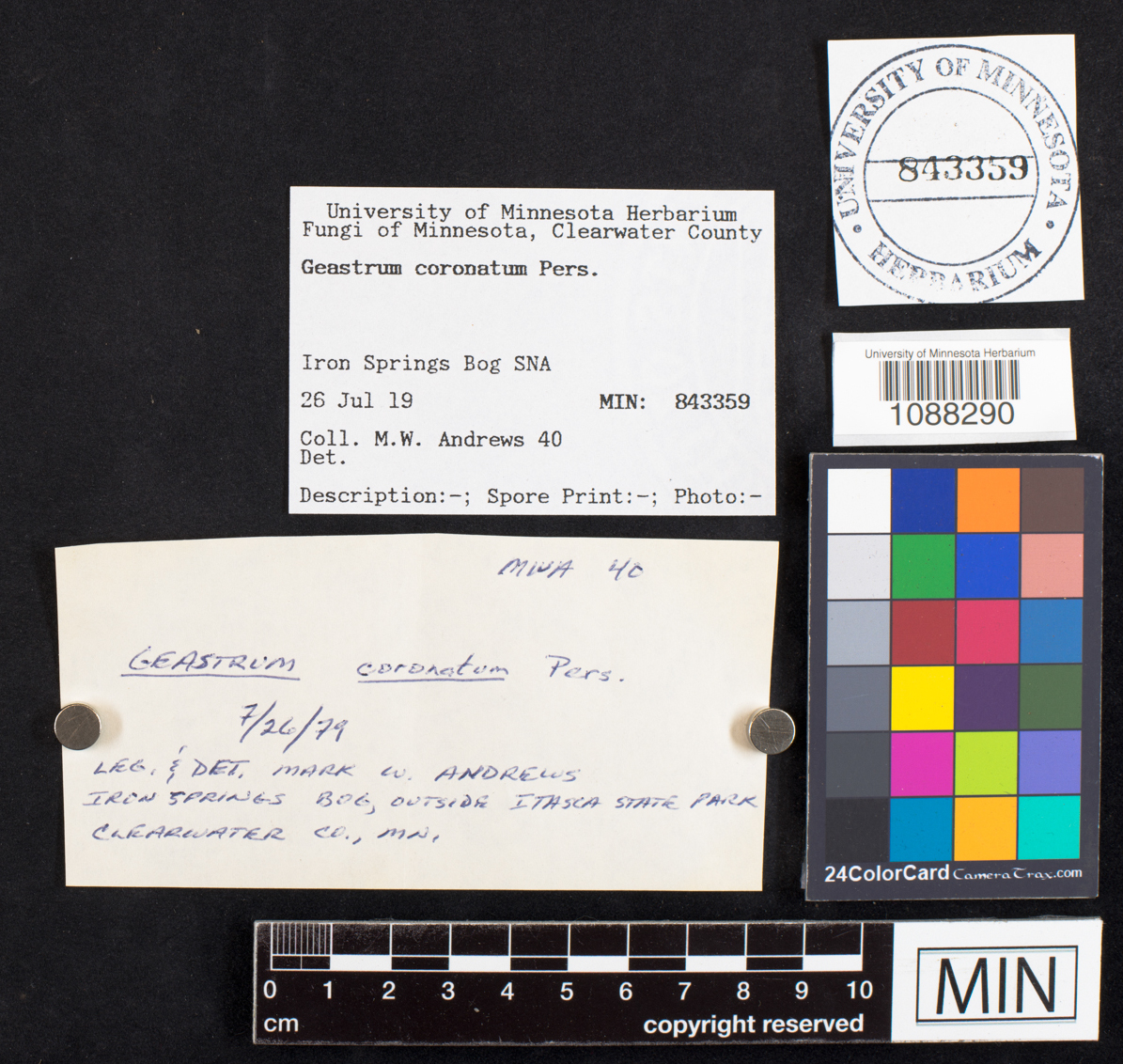 Geastrum coronatum image