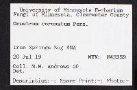 Geastrum coronatum image