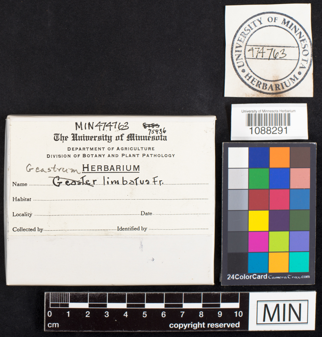 Geastrum limbatum image