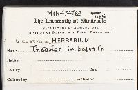 Geastrum limbatum image