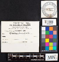 Media resource of Geastrum limbatum