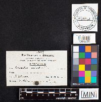 Image of Geaster limbatum
