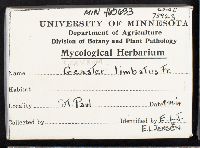 Geastrum limbatum image