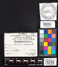 Geastrum limbatum image