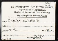 Geastrum limbatum image