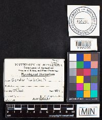 Geastrum limbatum image