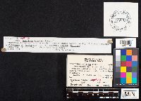 Geastrum triplex image