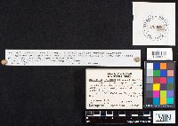 Geastrum triplex image