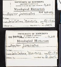 Geastrum fornicatum image