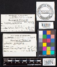 Geastrum fornicatum image