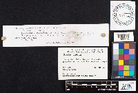 Geastrum triplex image