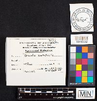 Geastrum limbatum image