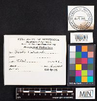 Geastrum limbatum image