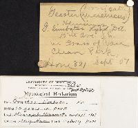 Geastrum limbatum image