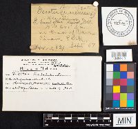 Geastrum limbatum image