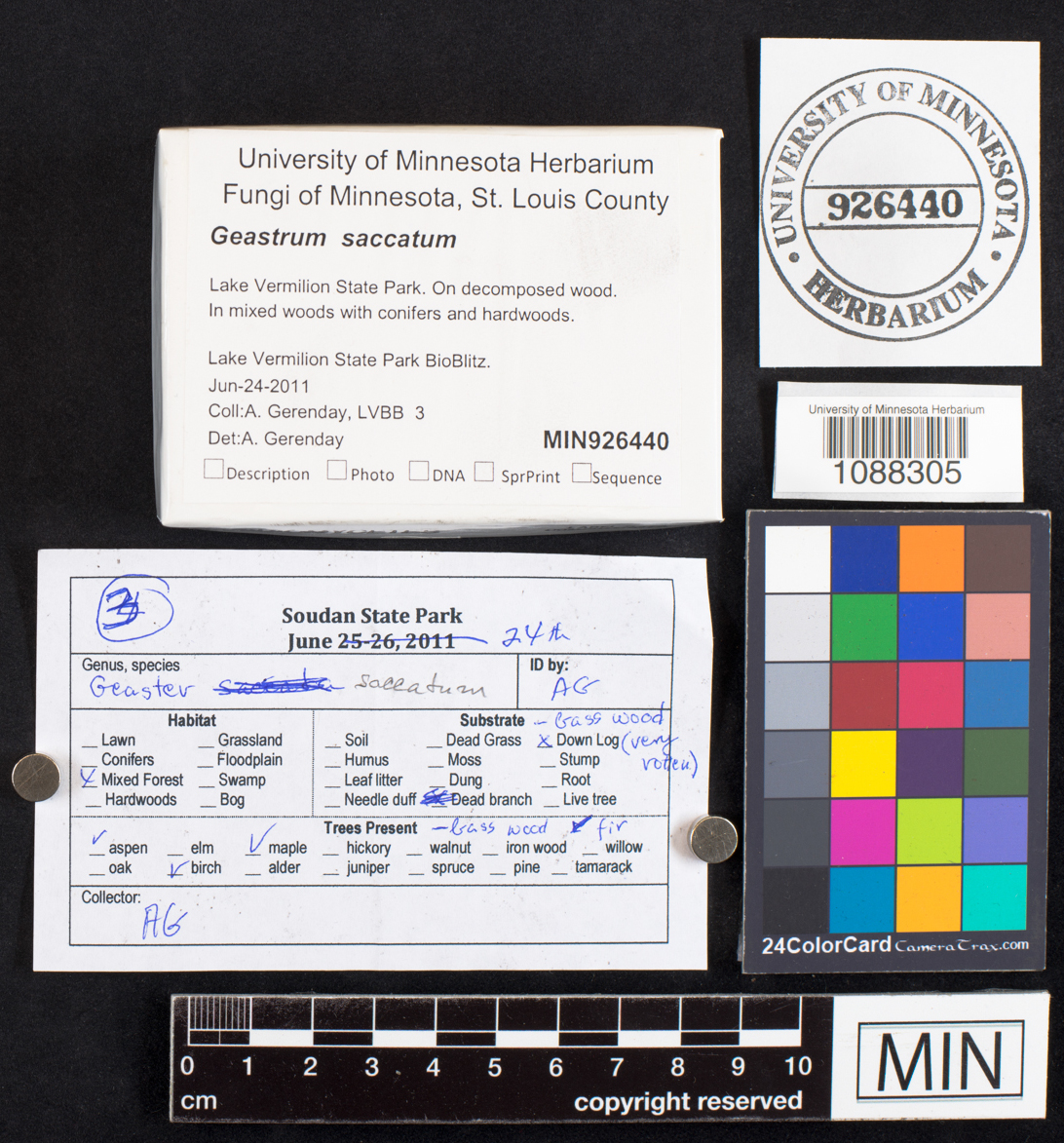 Geastrum saccatum image