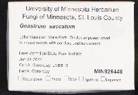 Geastrum saccatum image