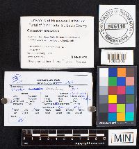 Media resource of Geastrum saccatum