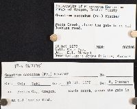 Geastrum saccatum image