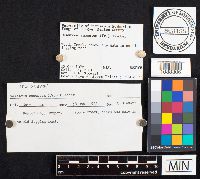 Geastrum saccatum image