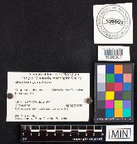 Media resource of Geastrum quadrifidum