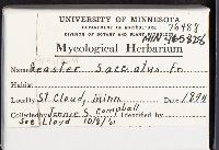 Geastrum saccatum image