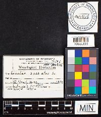 Geastrum saccatum image