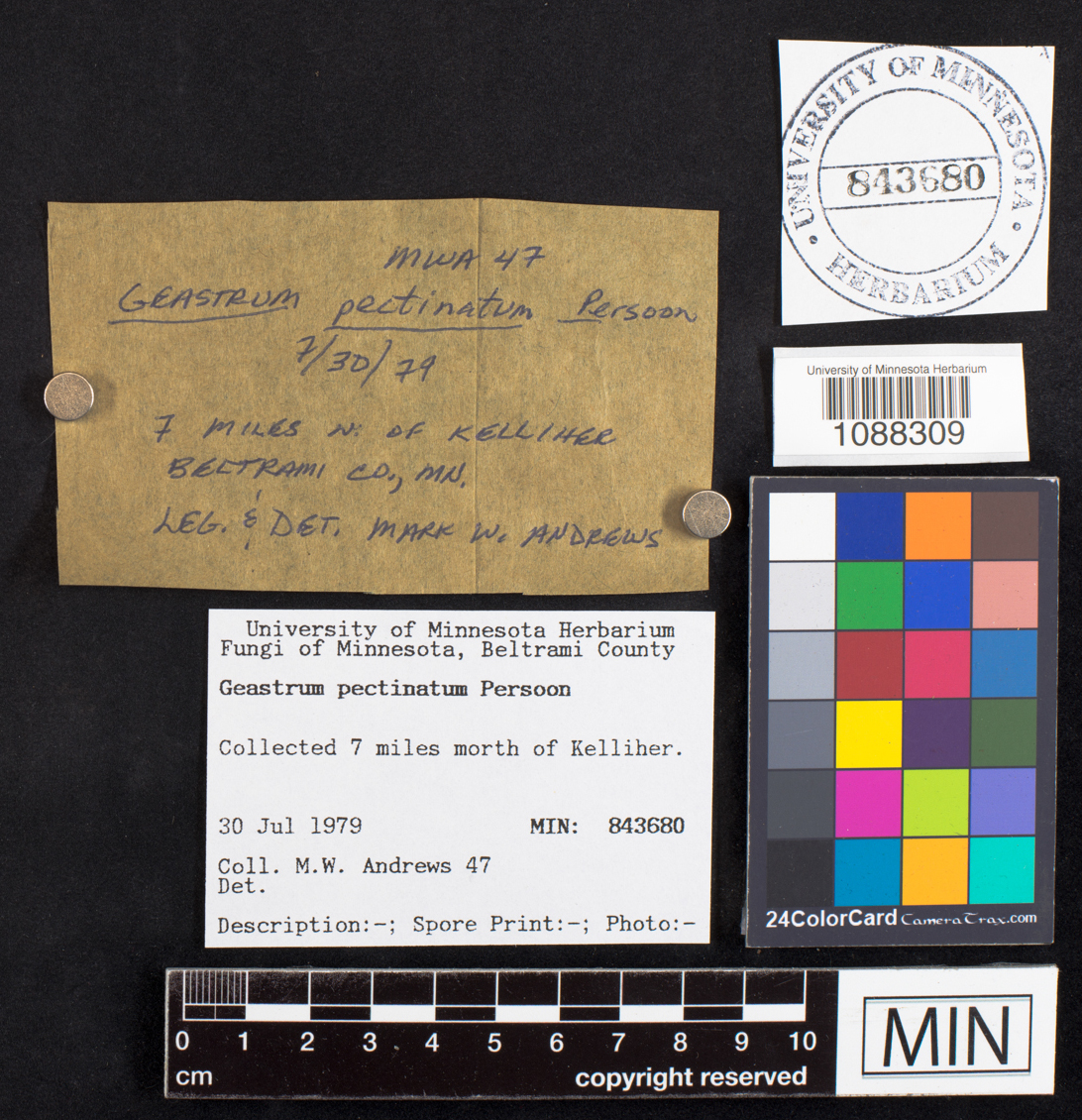 Geastrum pectinatum image