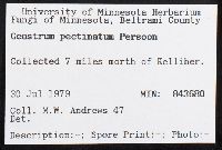Geastrum pectinatum image