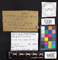 Media resource of Geastrum pectinatum