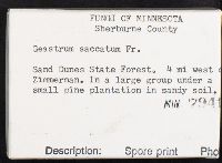 Geastrum saccatum image