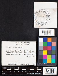 Geastrum saccatum image