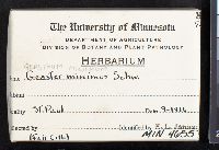 Geastrum minimum image