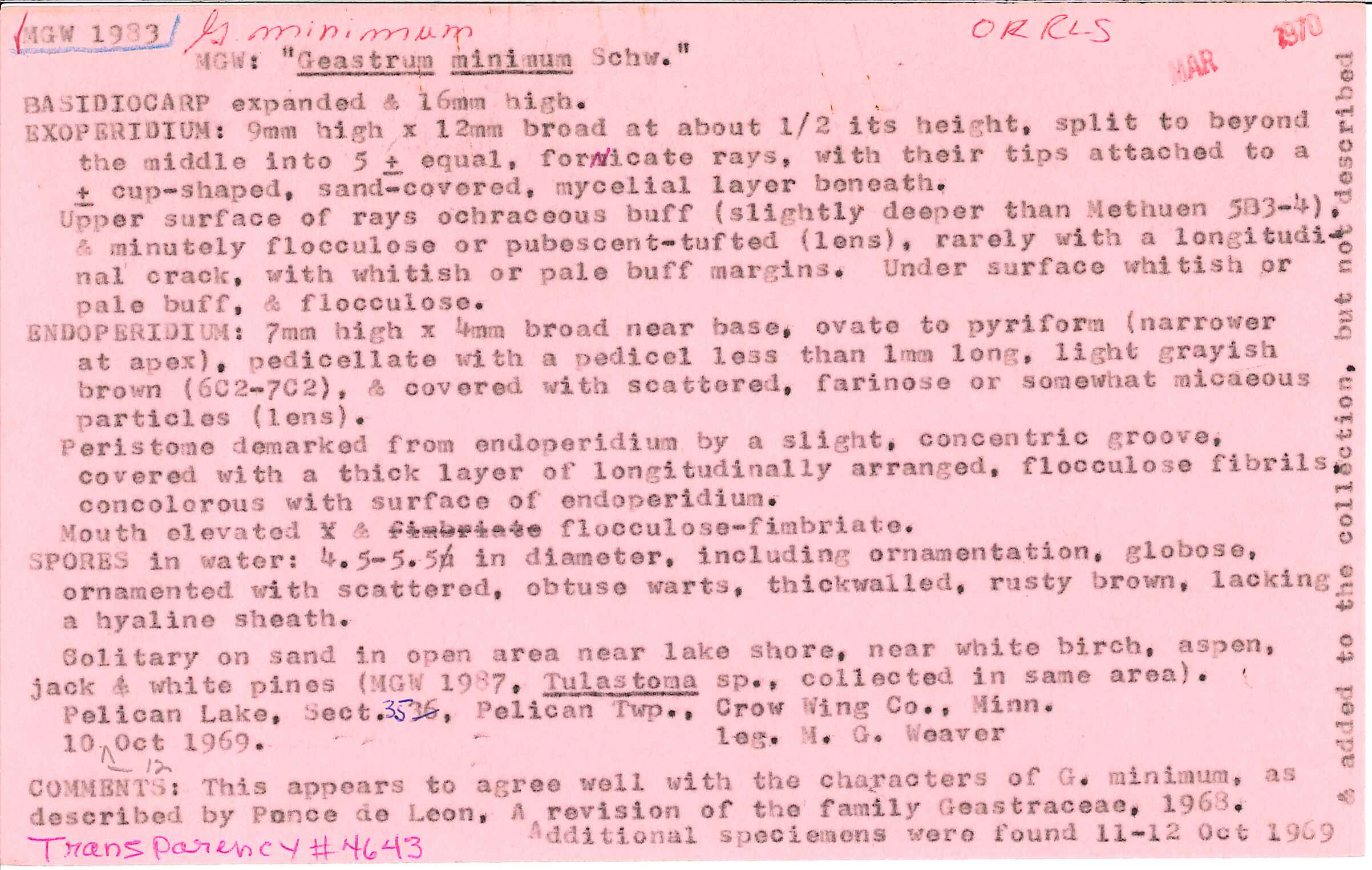 Geastrum minimum image