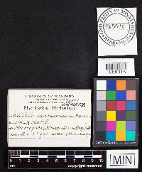 Geastrum mammosum image