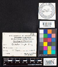 Media resource of Geastrum indicum