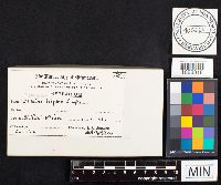 Geastrum triplex image