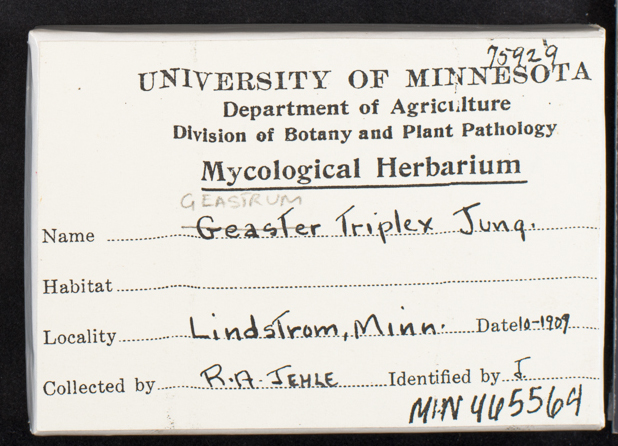 Geastrum triplex image