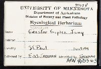 Geastrum triplex image