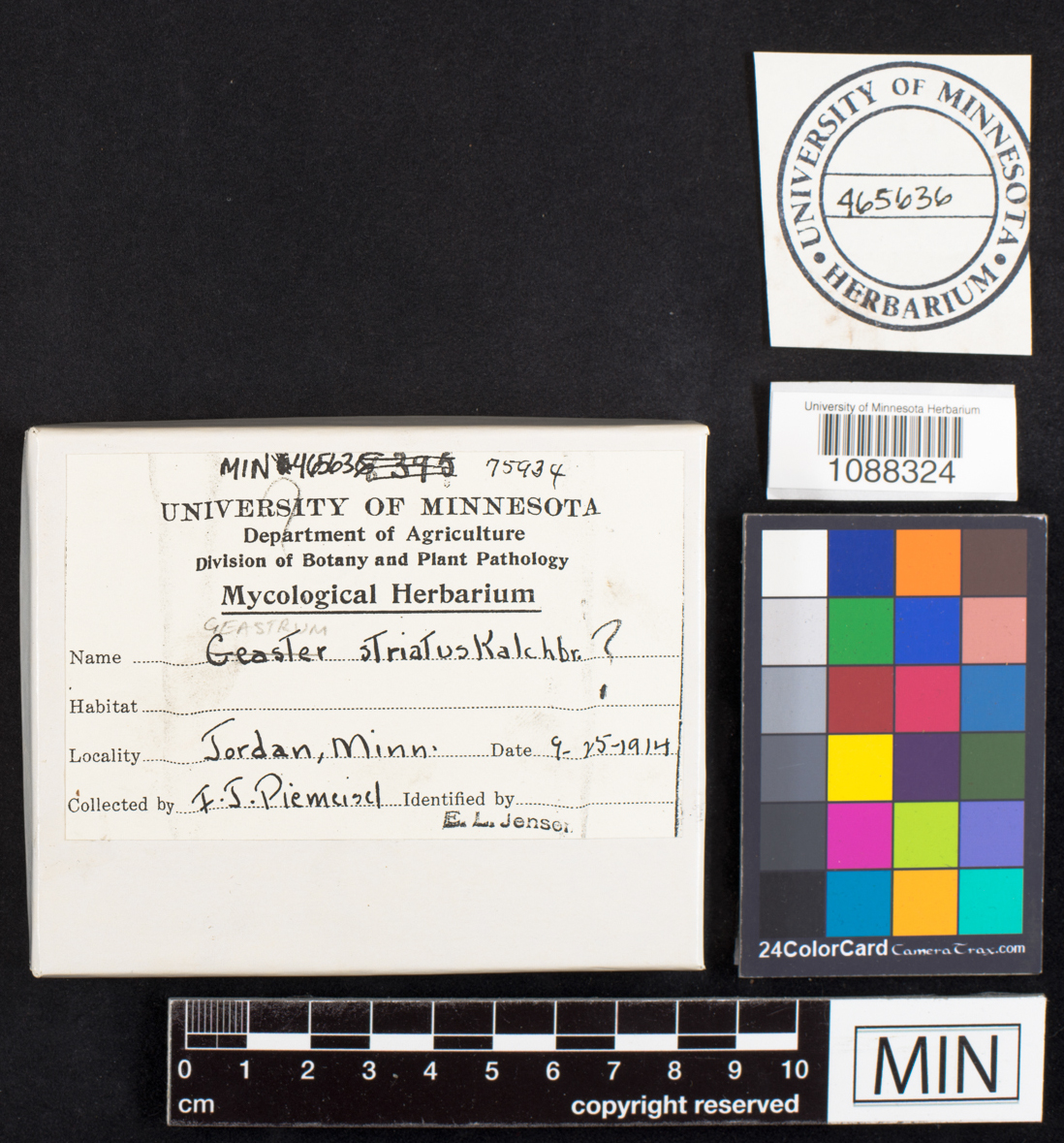 Geastrum striatulus image