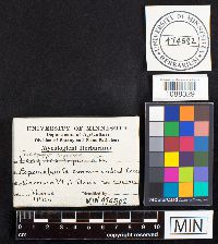 Gloeophyllum sepiarium image