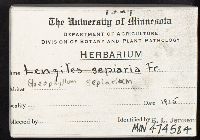 Gloeophyllum sepiarium image