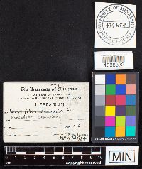 Gloeophyllum sepiarium image