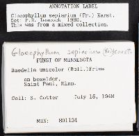 Gloeophyllum sepiarium image