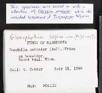 Gloeophyllum sepiarium image