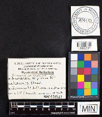 Gloeophyllum sepiarium image