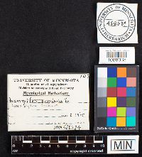 Gloeophyllum sepiarium image