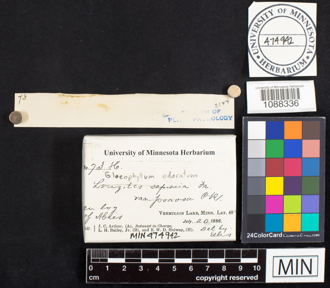 Gloeophyllum odoratum image