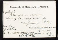 Gloeophyllum odoratum image